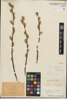 Foto von Salix iliensis Regel